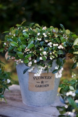 Gaultheria-Peppermint Pearl_Patio