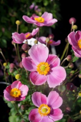 Anemone-Pink Cloud_Flower