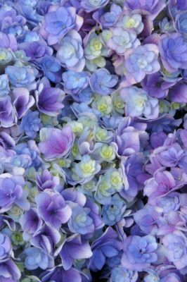 Hydrangea-Together_Close up flower