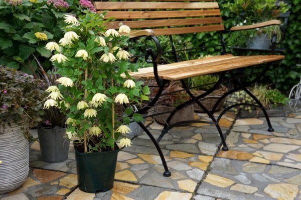 Clematis-Amber_Patio