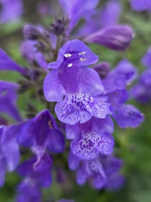 Nepeta Blue Planet
