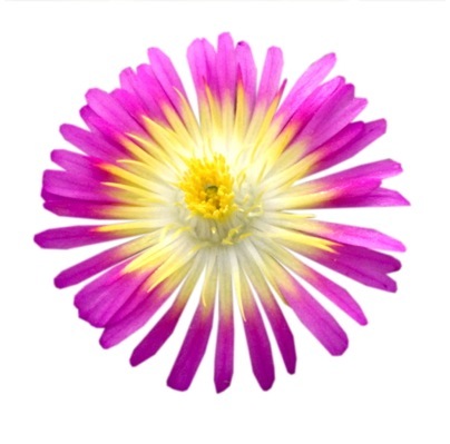 Delosperma-Hot Pink Wonder_Close up flower