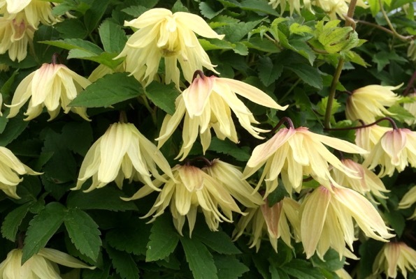 Clematis-Amber_Flower