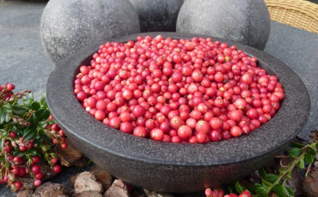 Vaccinium-Red Candy_Flowers