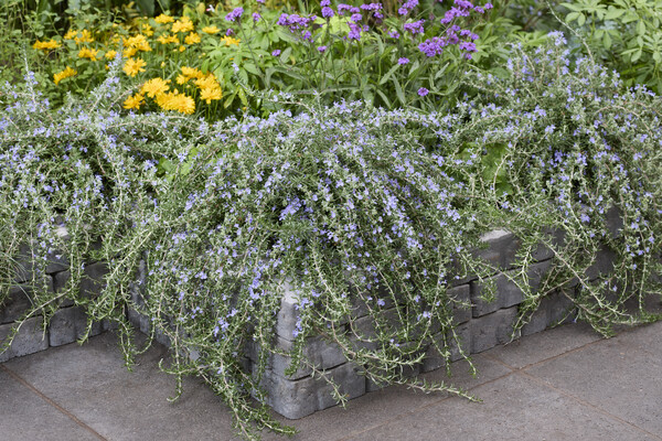 Rosmarinus Blue Cascade