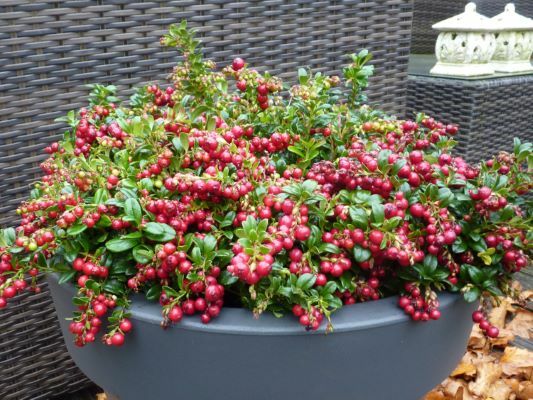 Vaccinium-Red Candy_Pot