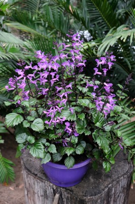 Concept Plants | Plectranthus hybrid Magic Mona Purple ('De Wet - F')