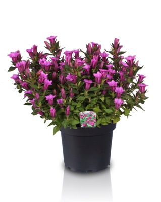 Concept Plants | Gentiana 'Little Pinkie' PP26,013