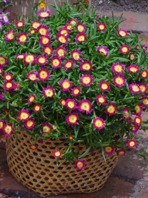 Delosperma-Hot Pink Wonder_Patio