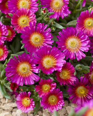Delosperma Next Level Magenta