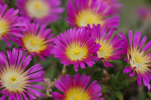 Delosperma-Hot Pink Wonder_Flower