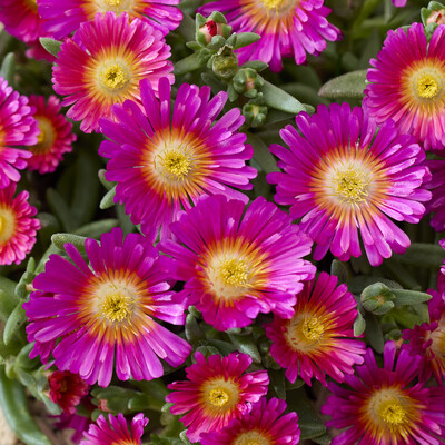 Delosperma Next Level Magenta