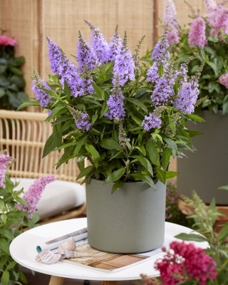 Buddleja-Little Lila_Patio