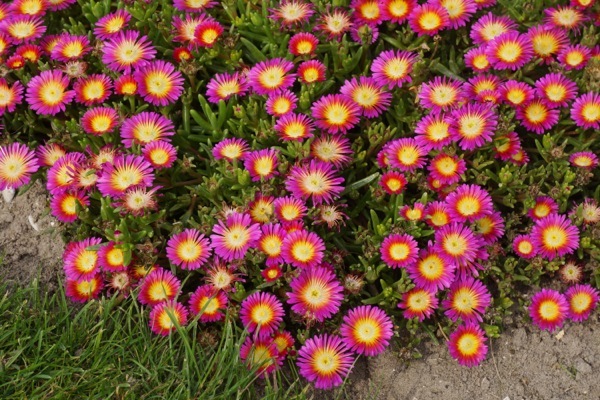 Delosperma-Hot Pink Wonder_Garden