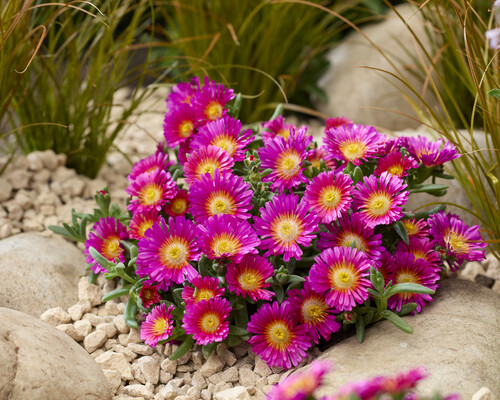 Delosperma Next Level Magenta