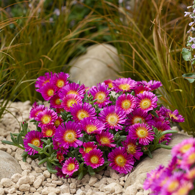 Delosperma Next Level Magenta