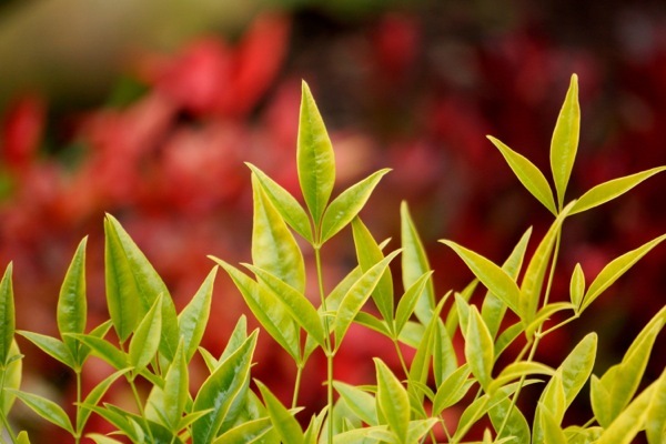 Nandina-Brightlight_Close up foliage