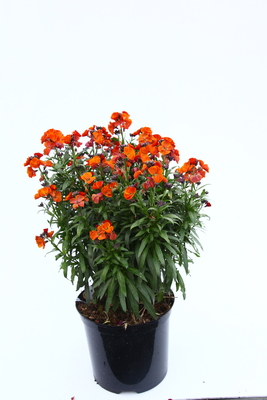 Erysimum Colour Vibe