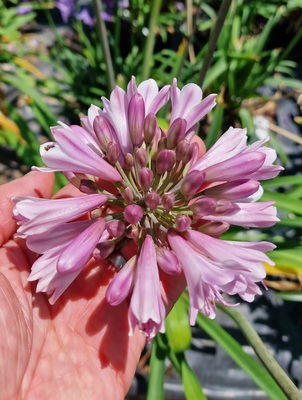 Agapanthus Poppin' Pink