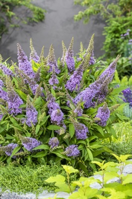 Buddleja-Little Lila_Garden