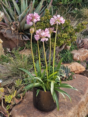 Agapanthus Poppin' Pink