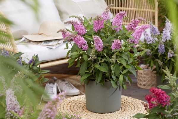 Buddleja-Little Pink_Patio