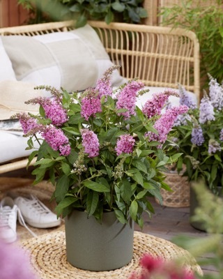 Buddleja-Little Pink_Patio