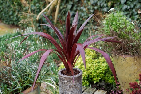 Cordyline-Superstar_Garden