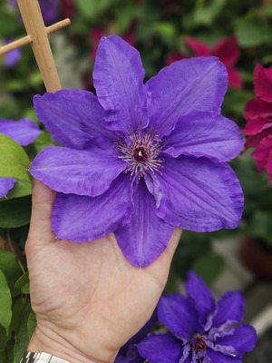 Clematis Lindsay