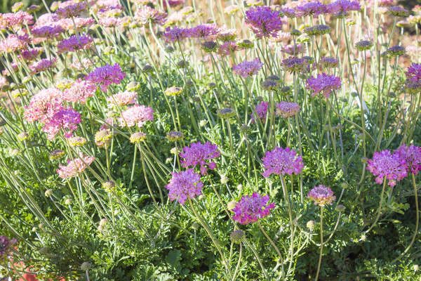 Concept Plants | Scabiosa Raspberry Kisses ('Pmoore02') PP28,772