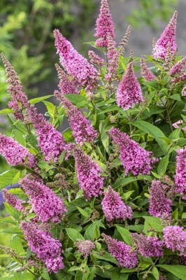 Buddleja-Little Pink_Flower