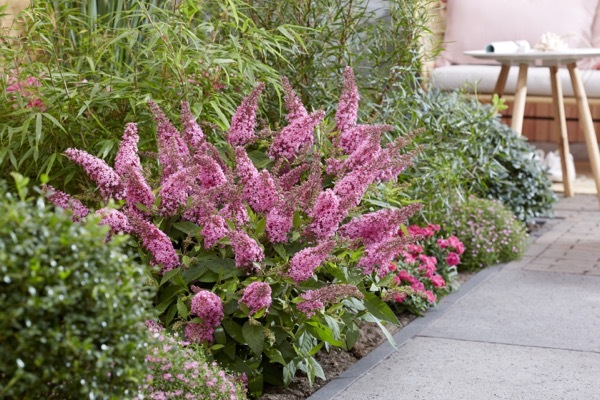 Buddleja-Little Pink_Garden