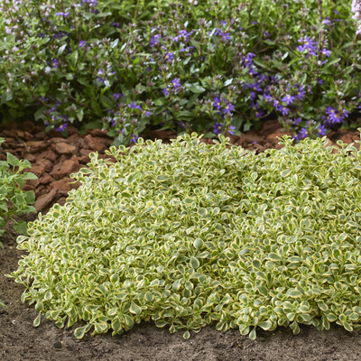 Sedum Little Gecko