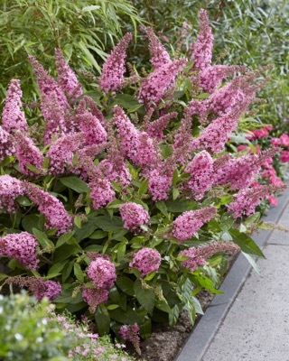 Buddleja-Little Pink_Garden