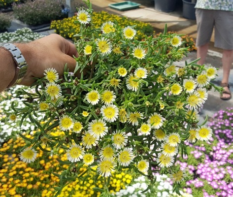 Delosperma-WOW Limoncello_Pot