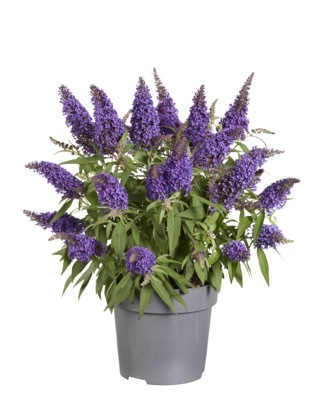 Buddleja-Little Purple_Pot