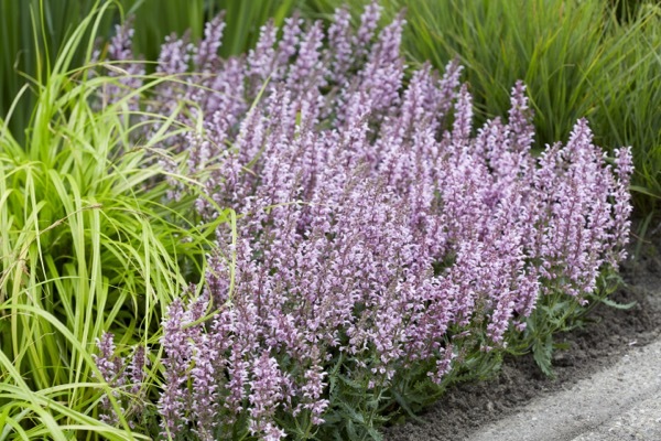Salvia-Flamingo_Garden