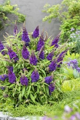 Buddleja-Little Purple_Garden