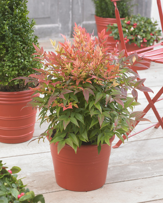 Nandina Sunset Boulevard