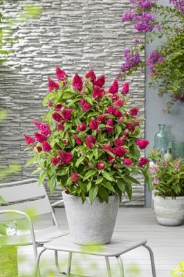 Buddleja-Little Ruby_Patio