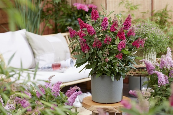 Buddleja-Little Ruby_Patio