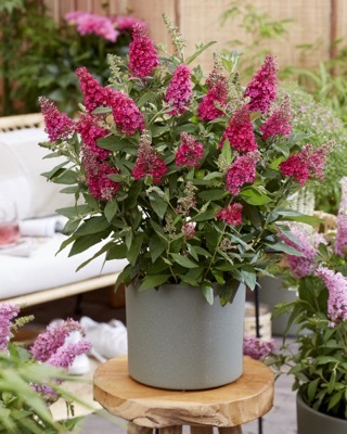 Buddleja-Little Ruby_Patio