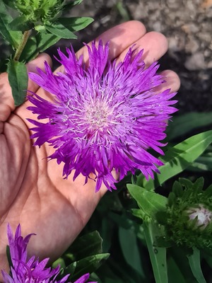 Stokesia Amethyst