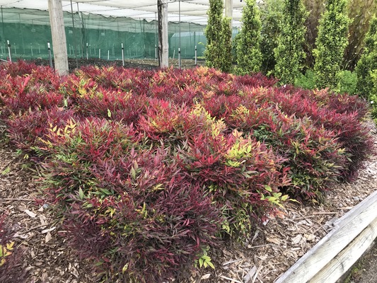 Nandina Colorscape