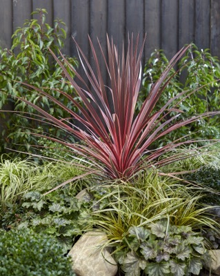 Cordyline-Charlie Boy_Garden