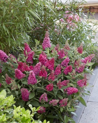 Buddleja-Little Ruby_Garden