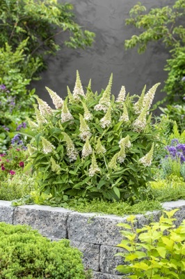 Buddleja-Little White_Garden