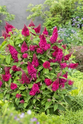 Buddleja-Little Ruby_Garden