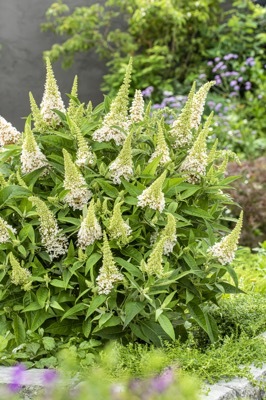 Buddleja-Little White_Garden