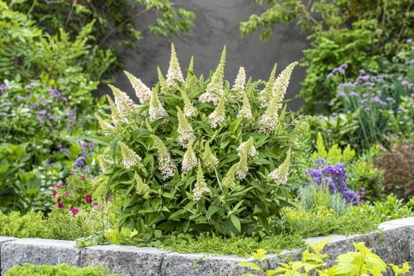 Buddleja-Little White_Garden